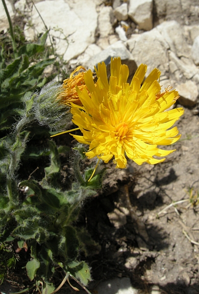 Da identificare 3 - Hieracium sp.